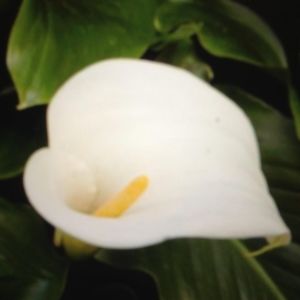 Meet your Posher, Suzanne